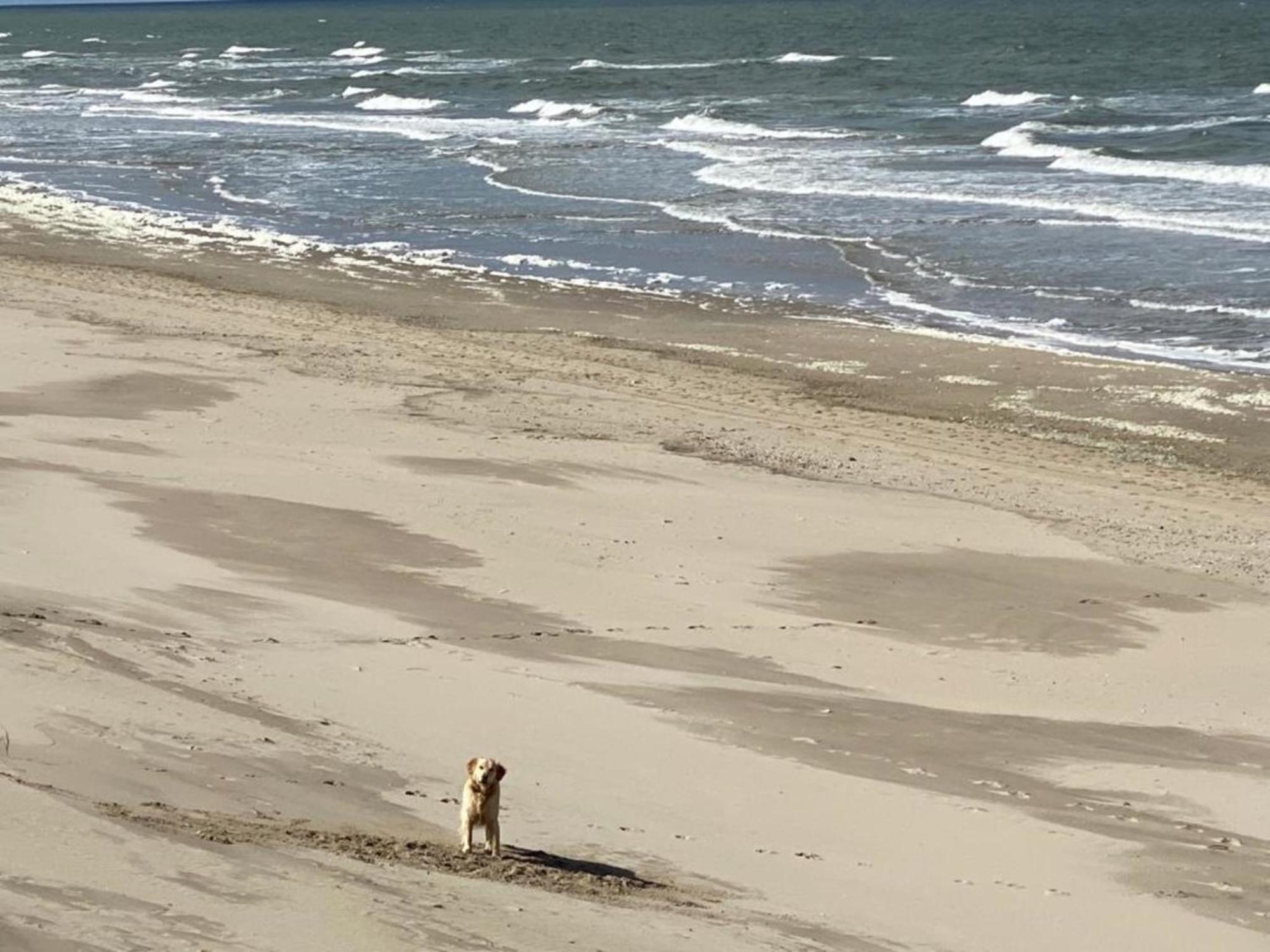 Natur Pur, O4 Neues Ferienhaus Natureingebunden, Familien- Und Hundefreundlich Eingezaeunt Callantsoog Luaran gambar